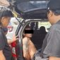 Tersangka WO alias Tole saat diamankan Tim Tekab 308 Polres Lampung Tengah di Bandar Jaya, Lampung Tengah, Senin (18/5/2026). 