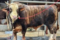Foto: Seekor sapi kurban berjenis sapi potong dengan kondisi sehat dan cukup umur dipersiapkan untuk penjualan di salah satu peternakan di Lampung. Dinas Peternakan Lampung mencatat penjualan sapi kurban 2026 naik 40,15 persen dibanding tahun sebelumnya. PROYEKSI.ID
