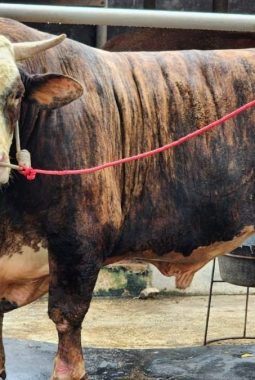 Penjualan Ternak Kurban Lampung 2026 Naik Tajam, Domba Melonjak 121 Persen