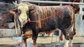 Foto: Seekor sapi kurban berjenis sapi potong dengan kondisi sehat dan cukup umur dipersiapkan untuk penjualan di salah satu peternakan di Lampung. Dinas Peternakan Lampung mencatat penjualan sapi kurban 2026 naik 40,15 persen dibanding tahun sebelumnya. PROYEKSI.ID