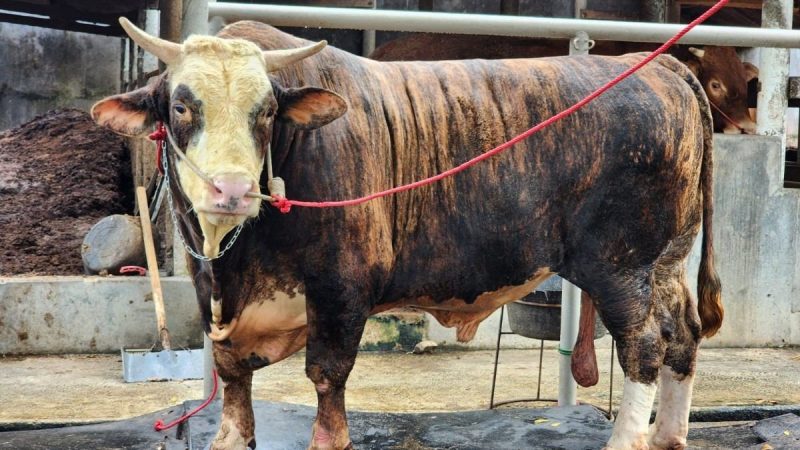 Foto: Seekor sapi kurban berjenis sapi potong dengan kondisi sehat dan cukup umur dipersiapkan untuk penjualan di salah satu peternakan di Lampung. Dinas Peternakan Lampung mencatat penjualan sapi kurban 2026 naik 40,15 persen dibanding tahun sebelumnya. PROYEKSI.ID