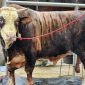Foto: Seekor sapi kurban berjenis sapi potong dengan kondisi sehat dan cukup umur dipersiapkan untuk penjualan di salah satu peternakan di Lampung. Dinas Peternakan Lampung mencatat penjualan sapi kurban 2026 naik 40,15 persen dibanding tahun sebelumnya. PROYEKSI.ID