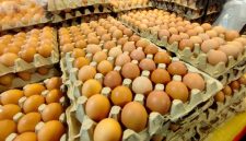 Stok telur ayam ras di Lampung mengalami surplus 46.863,7 ton dengan ketahanan hingga 138 hari. Namun konsumsi protein hewani masyarakat masih di bawah rata-rata nasional. FOTO: ISTIMEWA